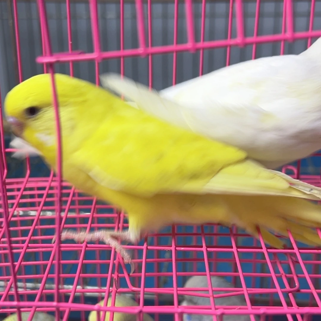 大头鹦鹉啊啊啊啊啊