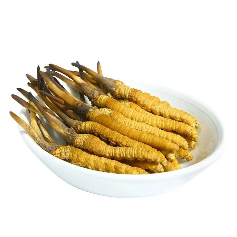 [小清]新鲜冬虫夏草0.5-0.6克（体验）