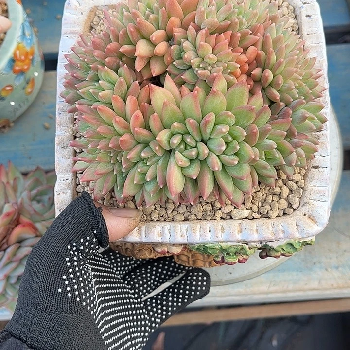 多肉植物一物一拍