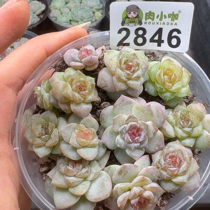 多肉植物多肉植物