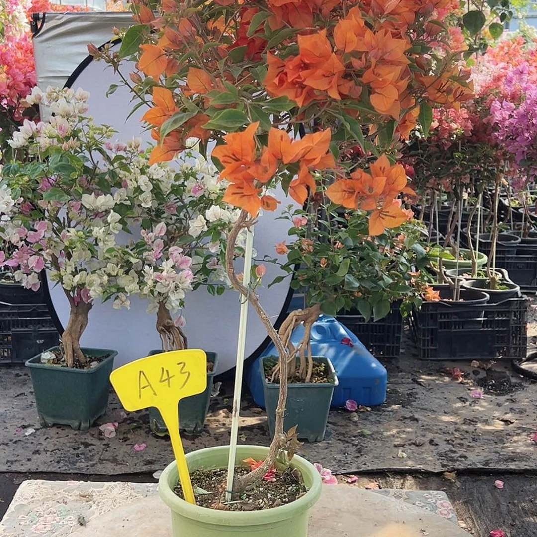 *****大部分花苞少量开放A43橙桑巴