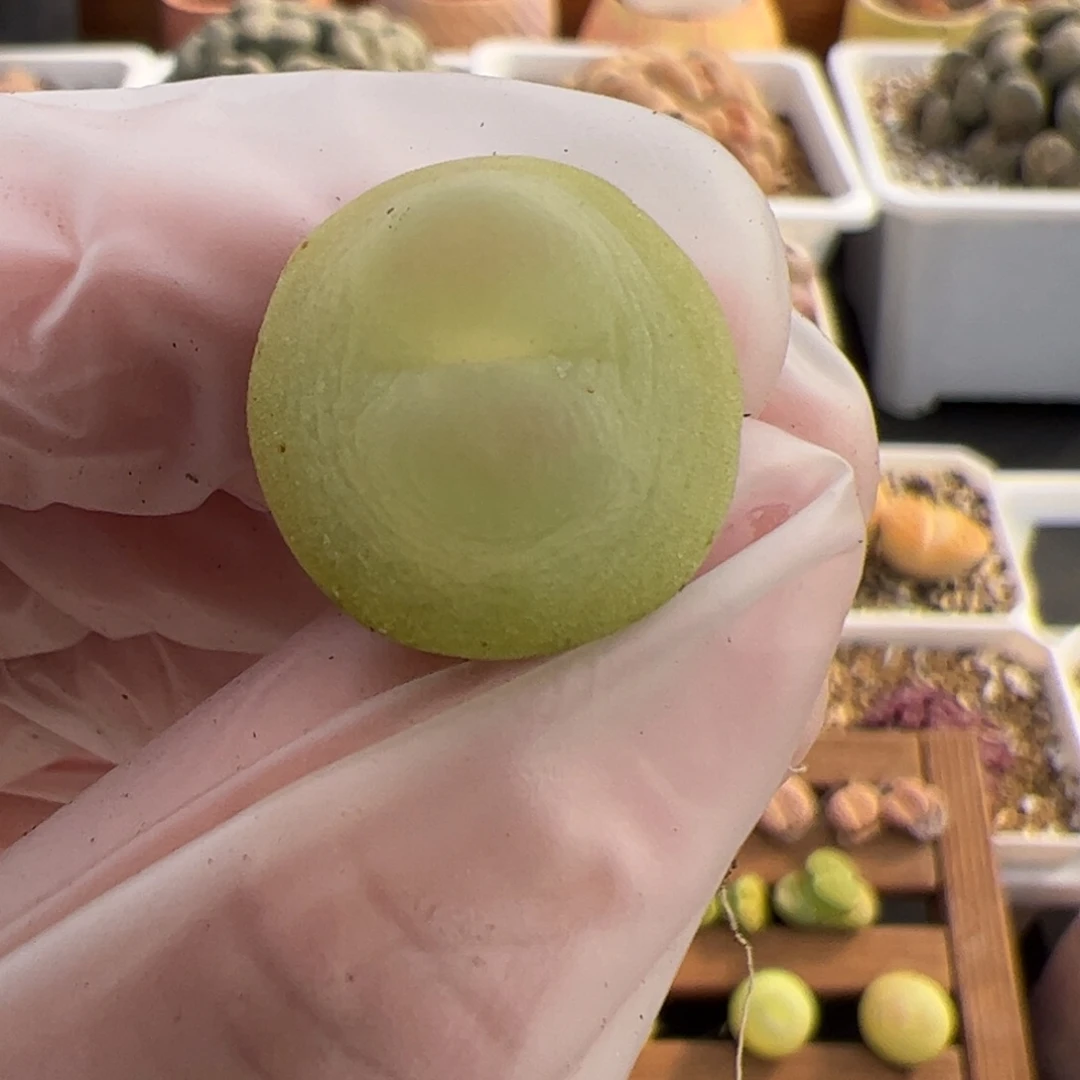 0441号 Foo专拍 拉登Ef534多肉植物