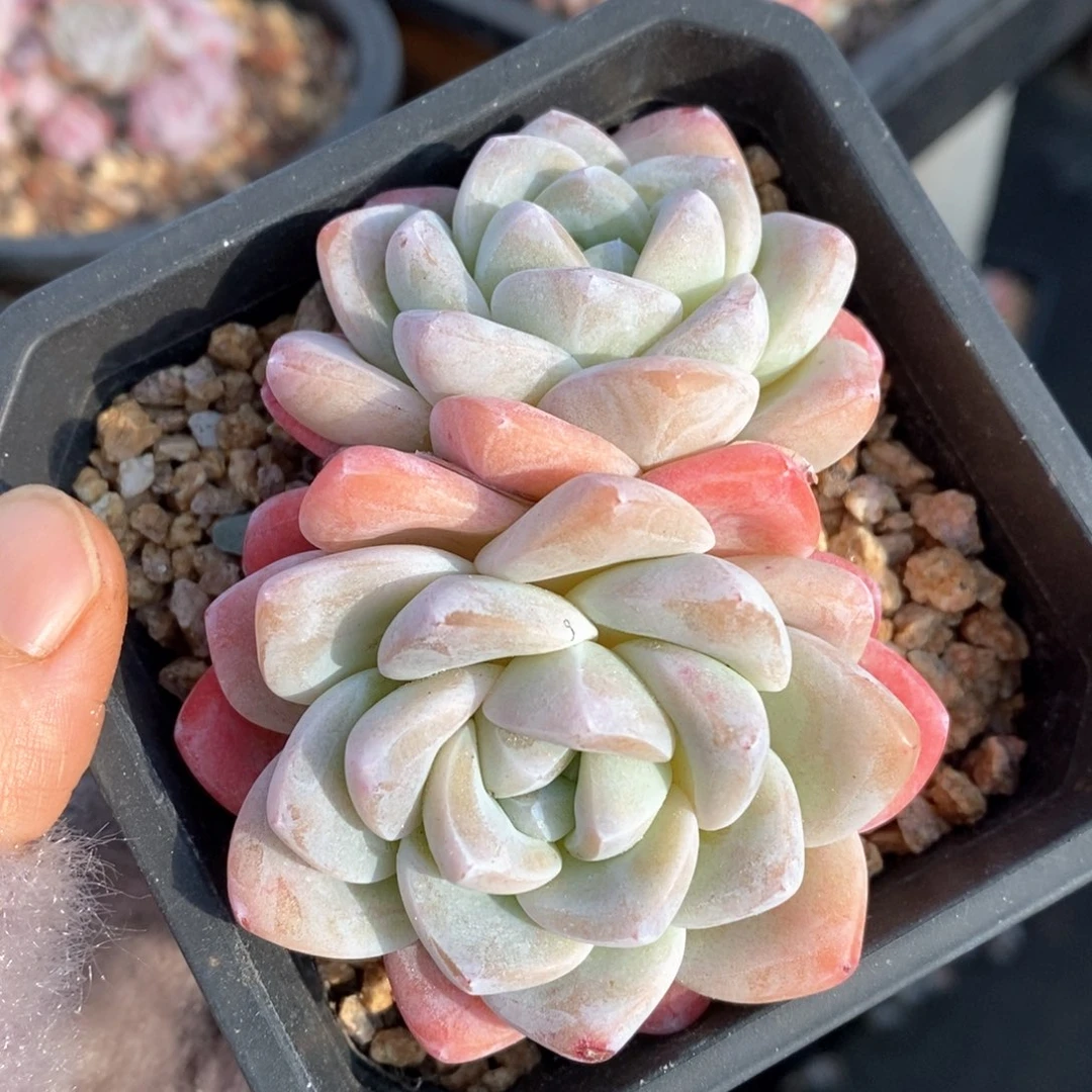 精品肉一物一拍15