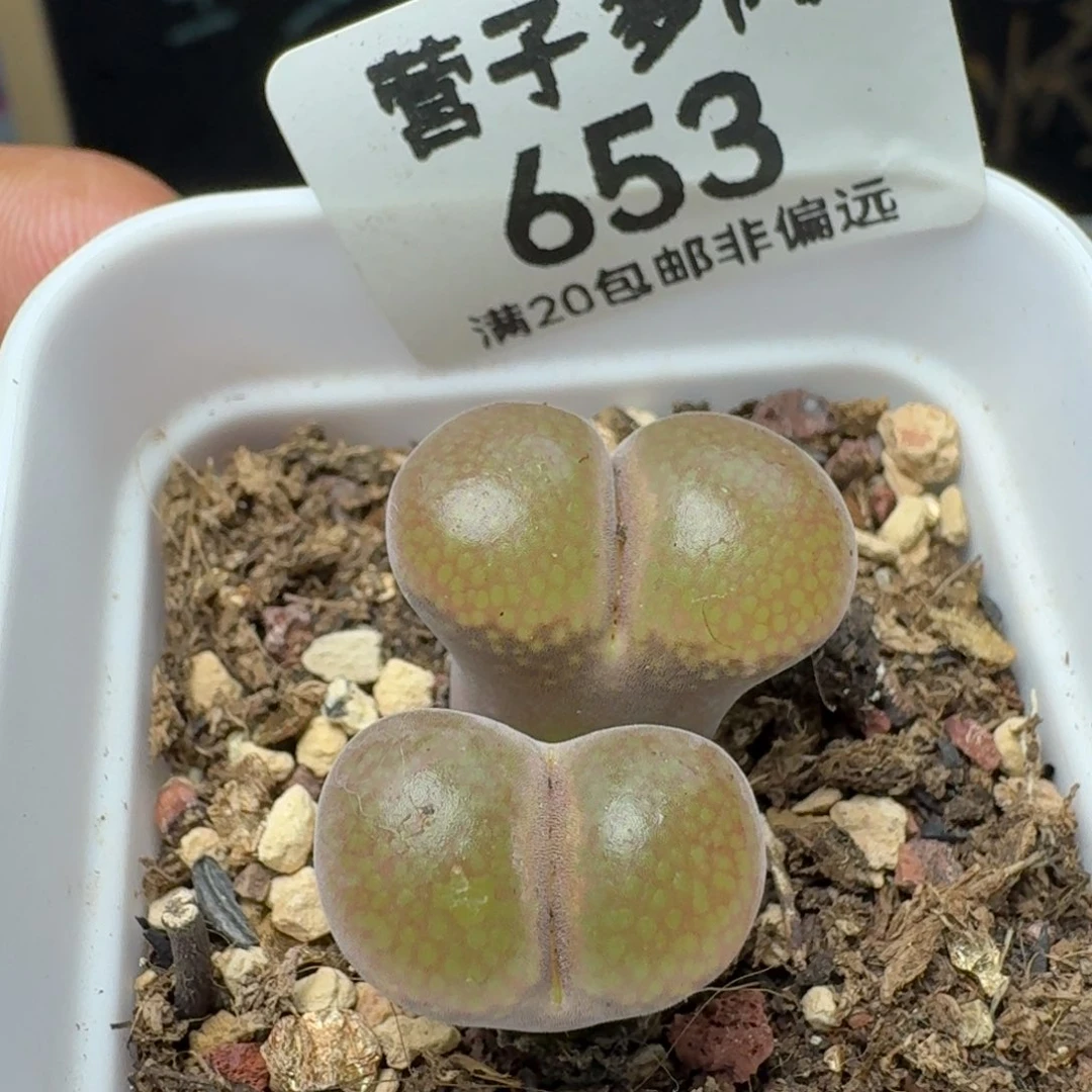 带盆土产地        10