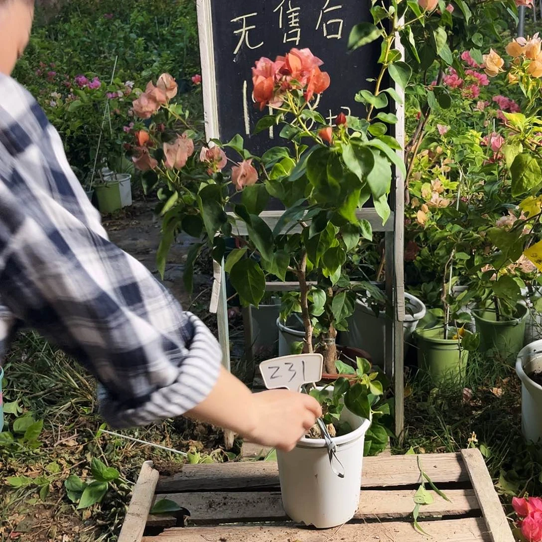 完全开放三角梅三角梅231