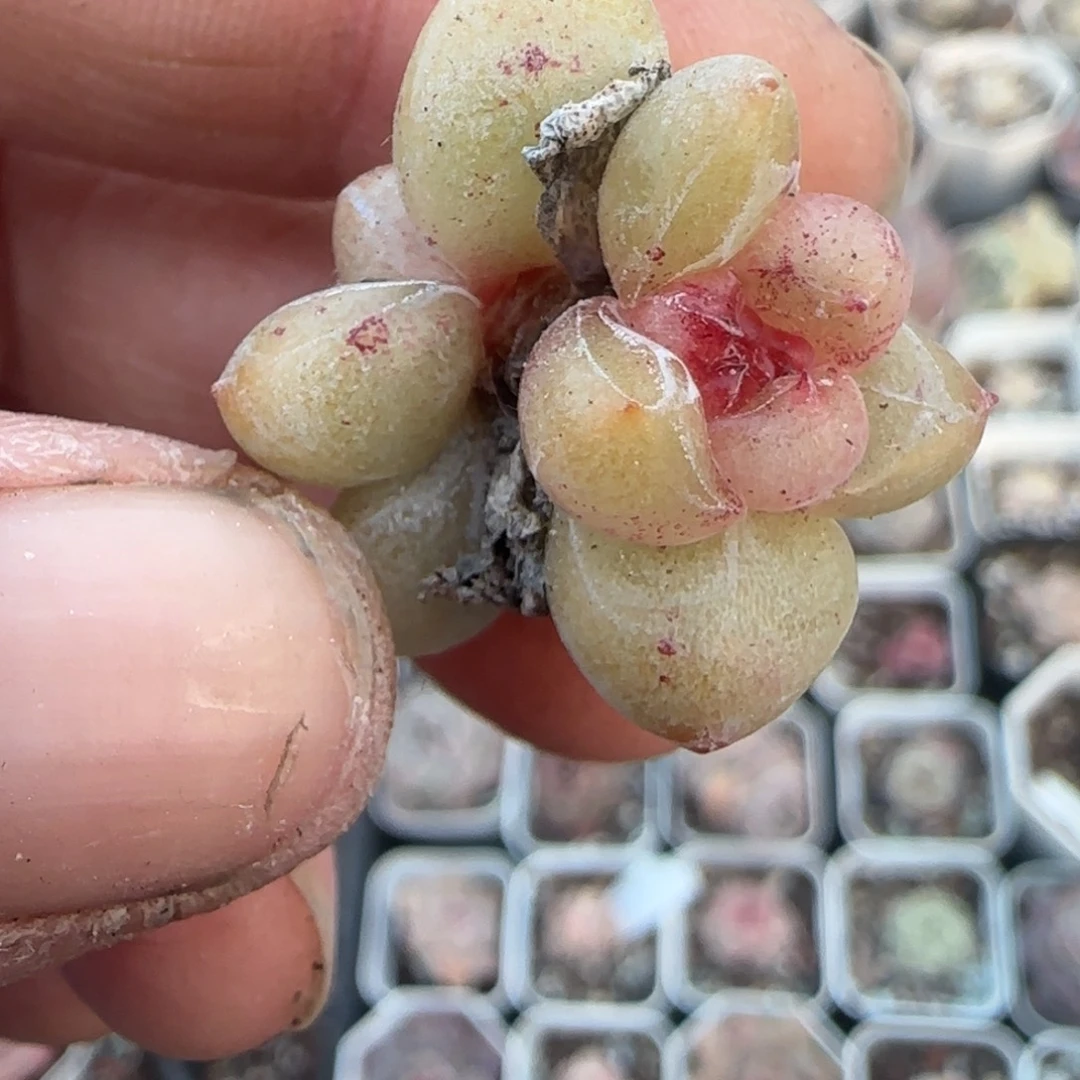 多肉小卡拉米糖心一物一拍