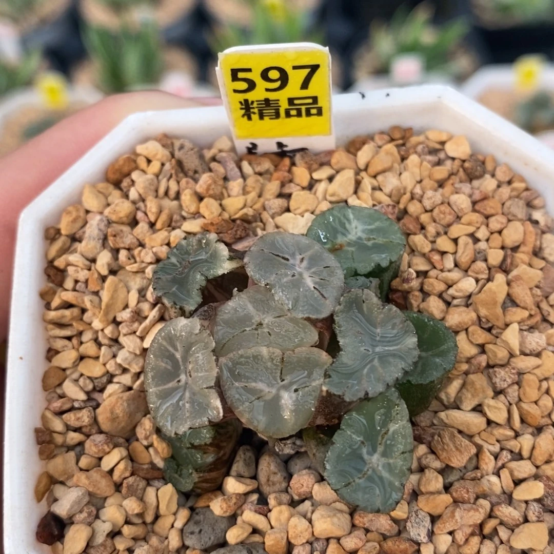 不开花植物597万象锦