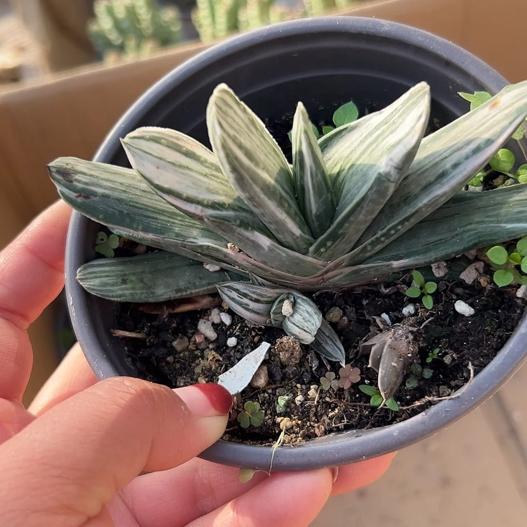 多肉植物奶油紫宝