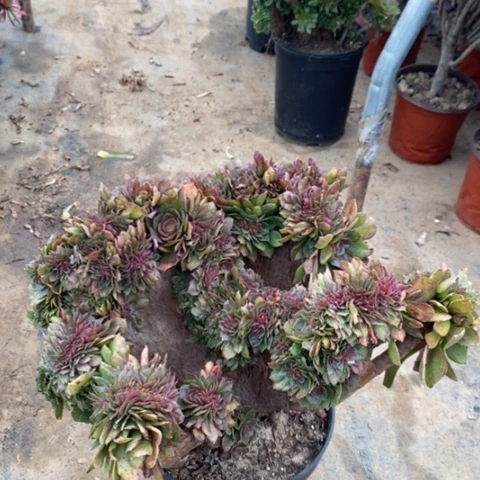 万缀多肉植物又伤59号