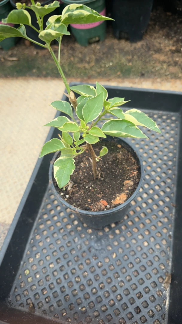 黄马斯盆苗三角梅原生