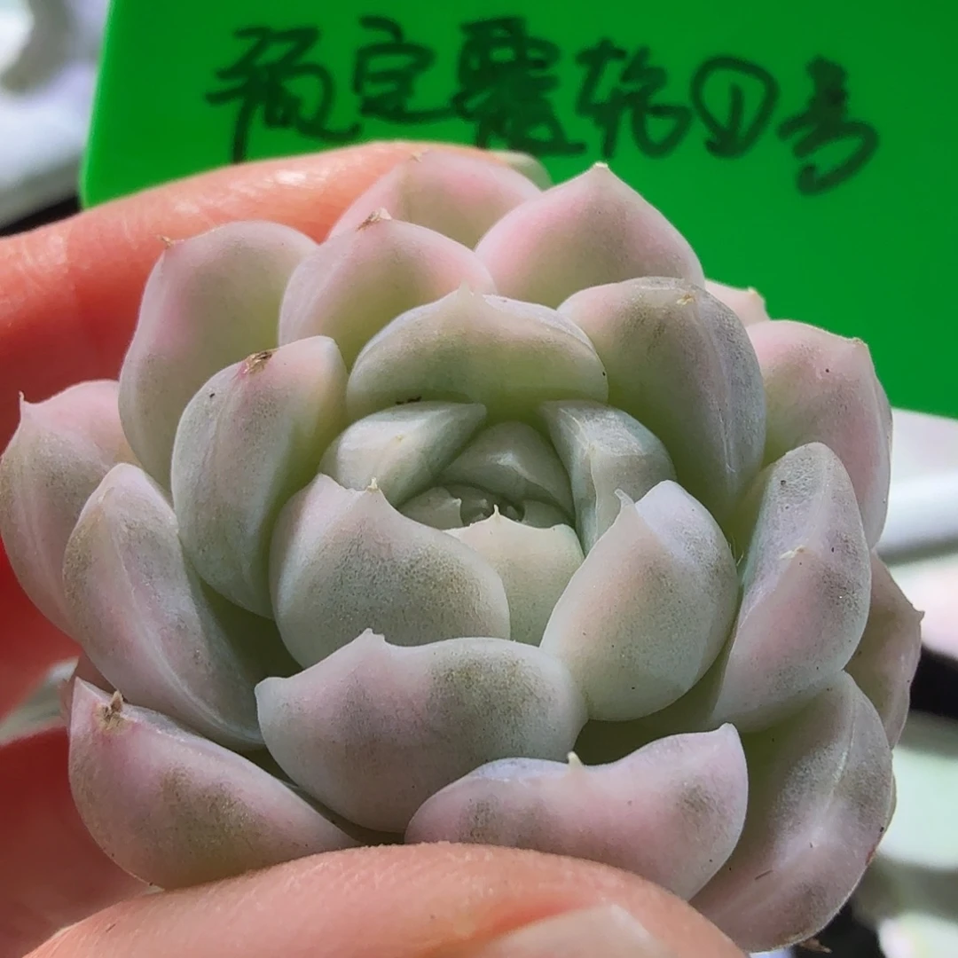 那***光预定覆轮1号，多肉植物