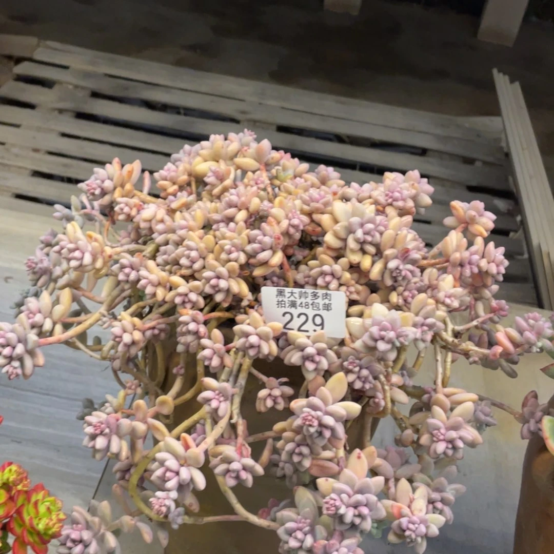 黑大帅多肉229爱香