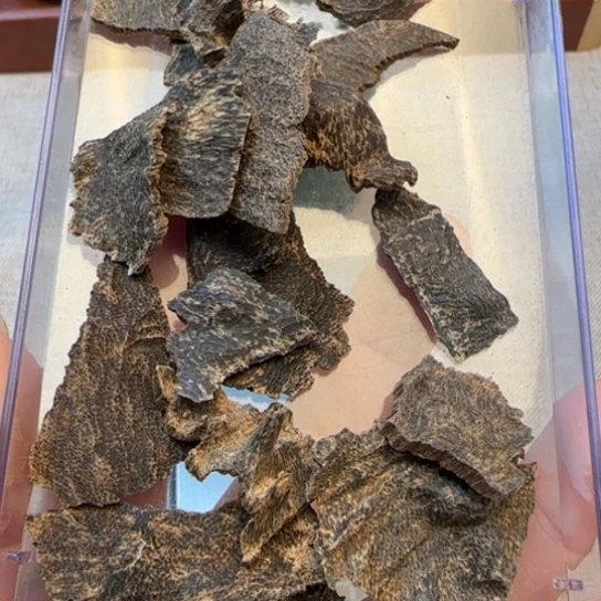 沉香摆件海南野东方包头10克多样性