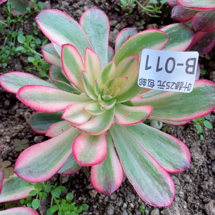 11黑膜锦多肉12345678