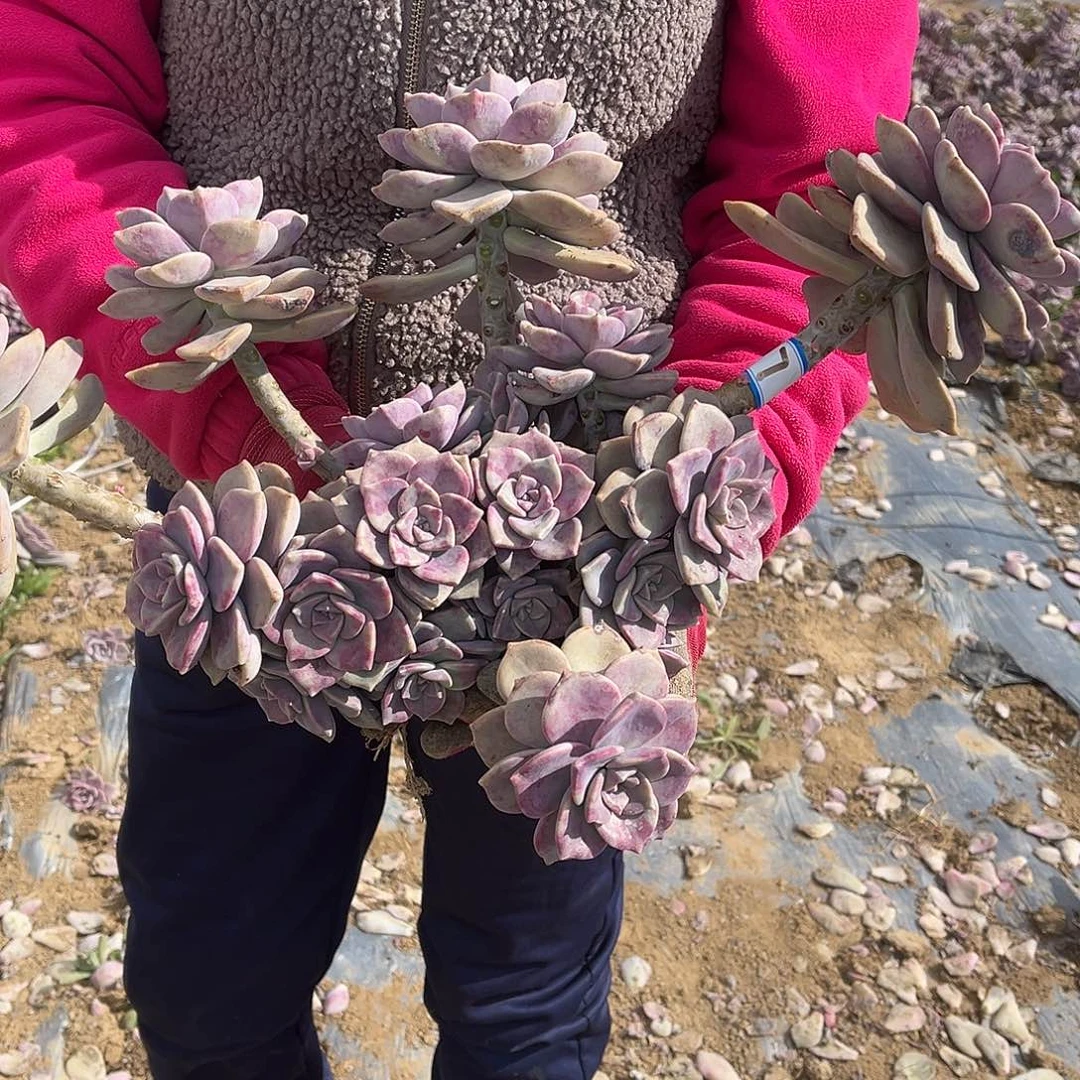 ****女7号大紫乐一物一拍