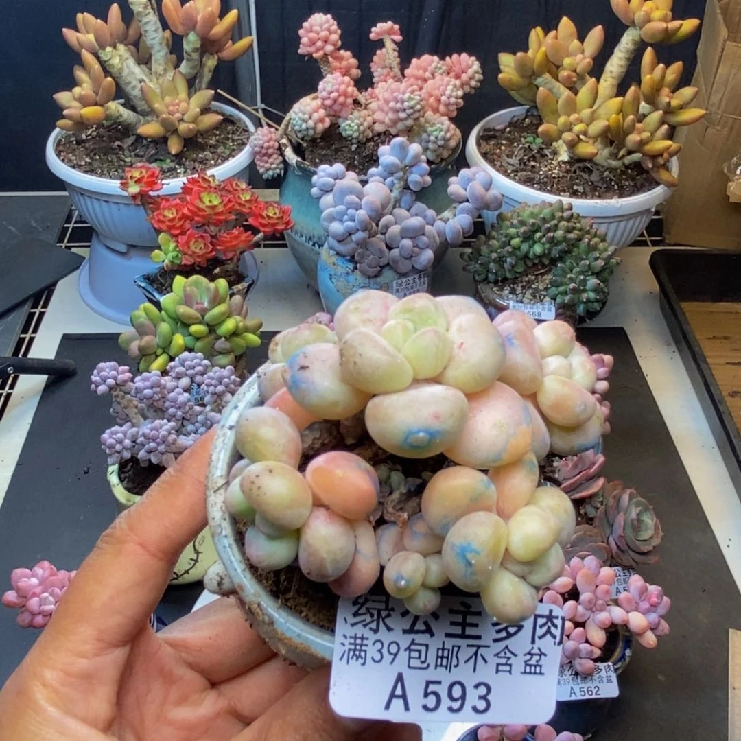 593泡泡糖多肉5c m