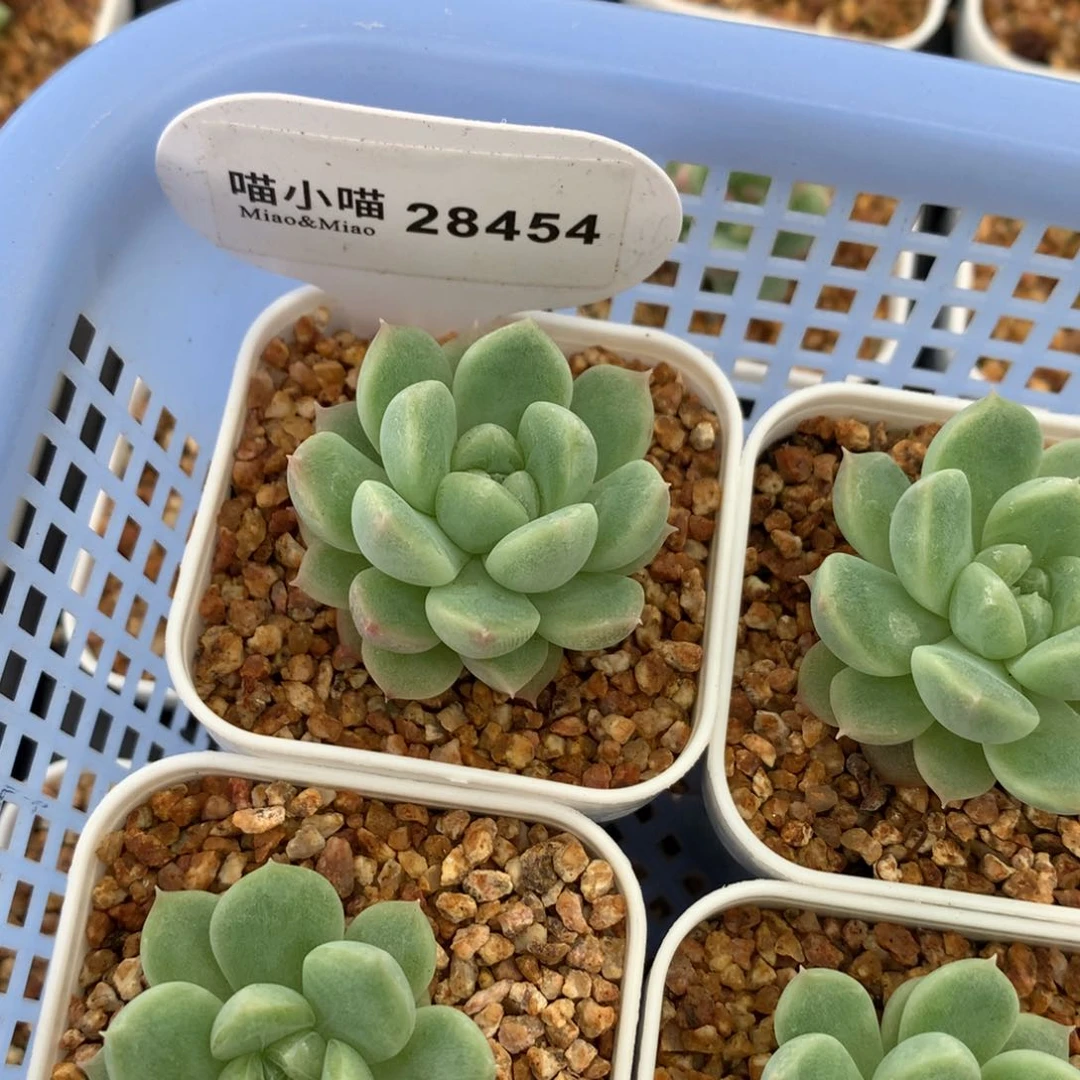 多肉植物财富密码