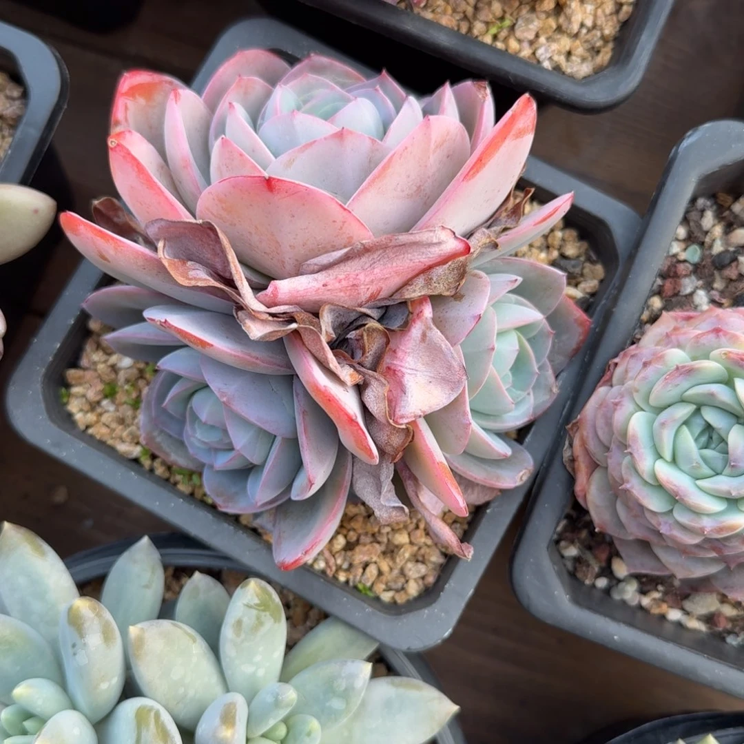 布鲁蓝11111111111111111111