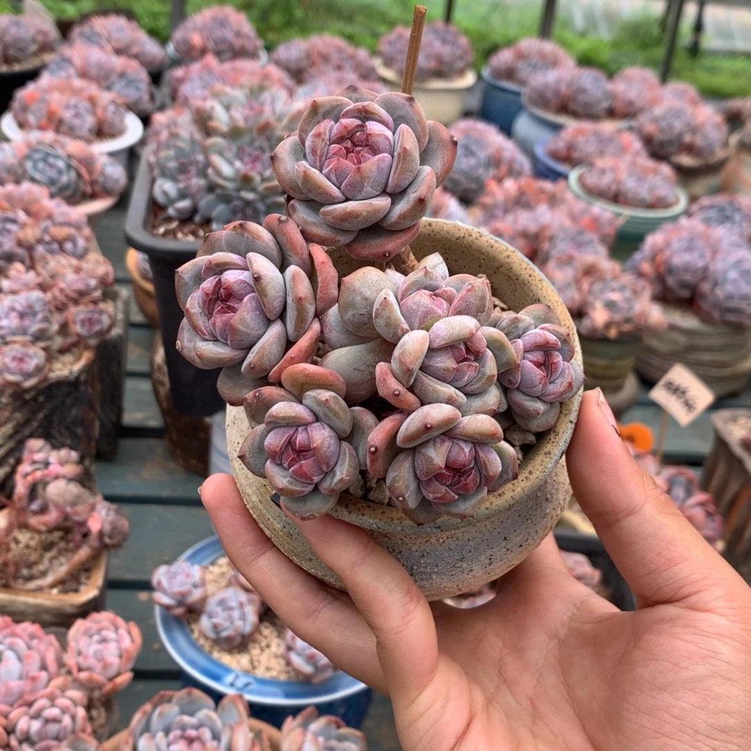 小脸石榴籽小群花