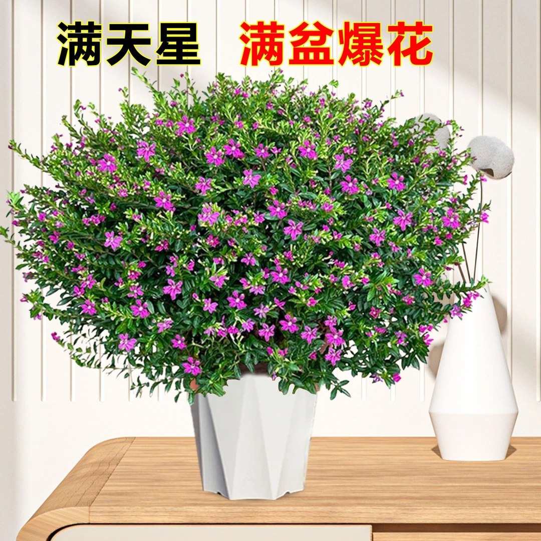 满天星盆栽四季开花室内客厅带盆栽好养带花苞发货观花绿植物美观