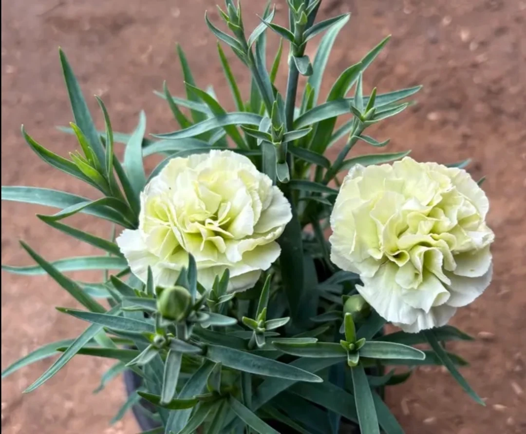 康乃馨绿色【黄绿色】〖清新淡雅〗四季开花带花苞 盆栽 原盆原土发货