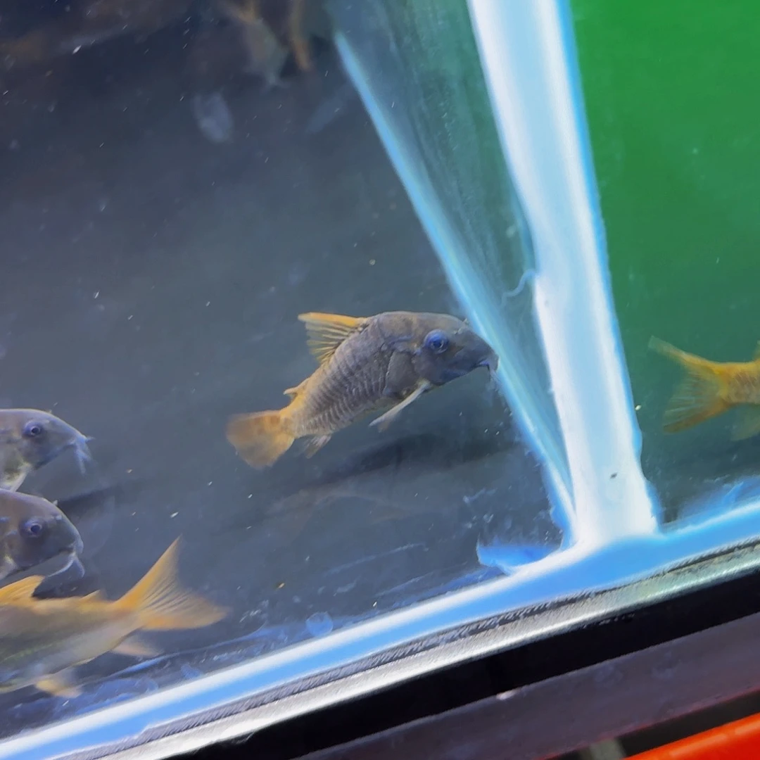 鼠鱼超级红帆蒙眼 瑕疵特价 因特价产品 只包货损