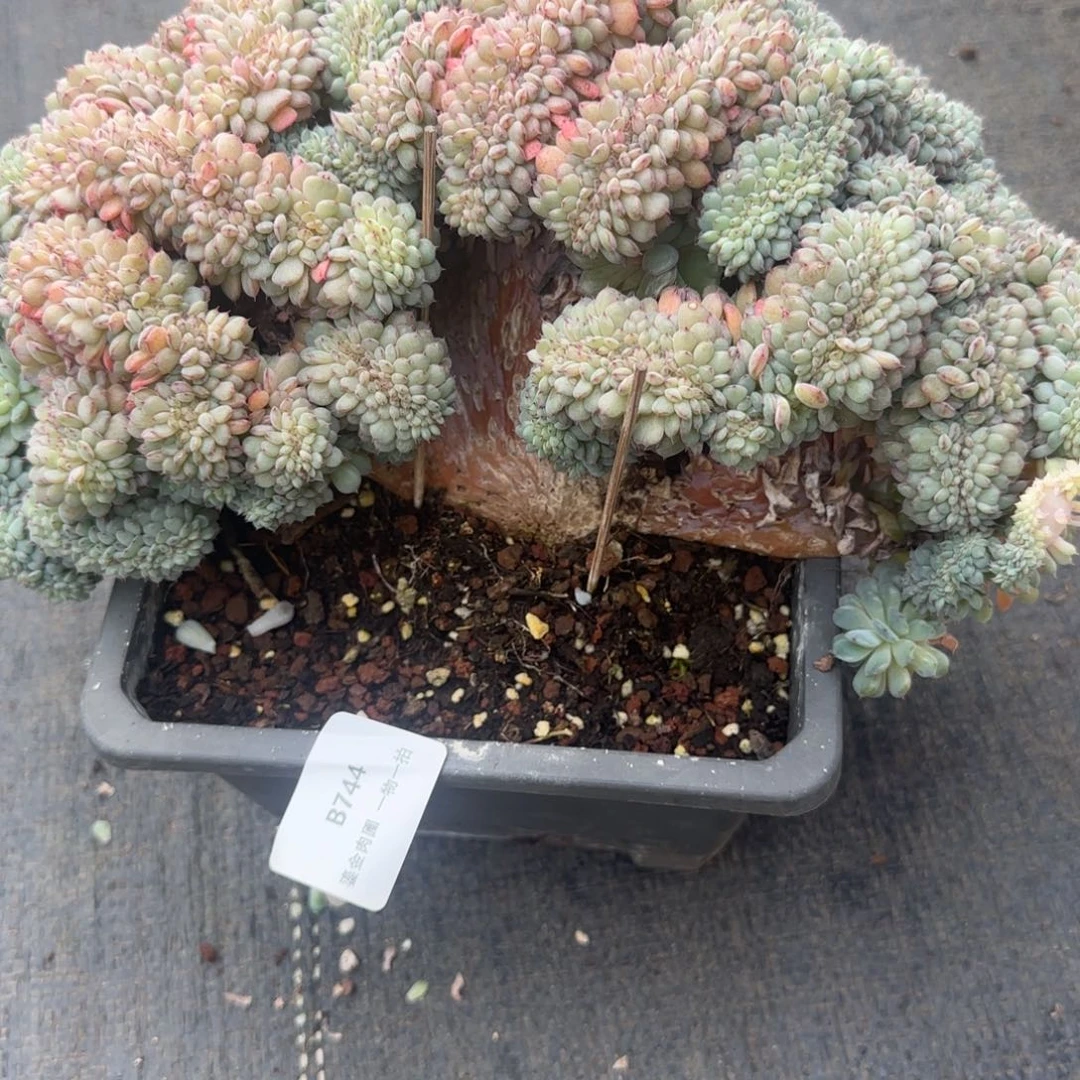 詹***光B744白胖子缀化