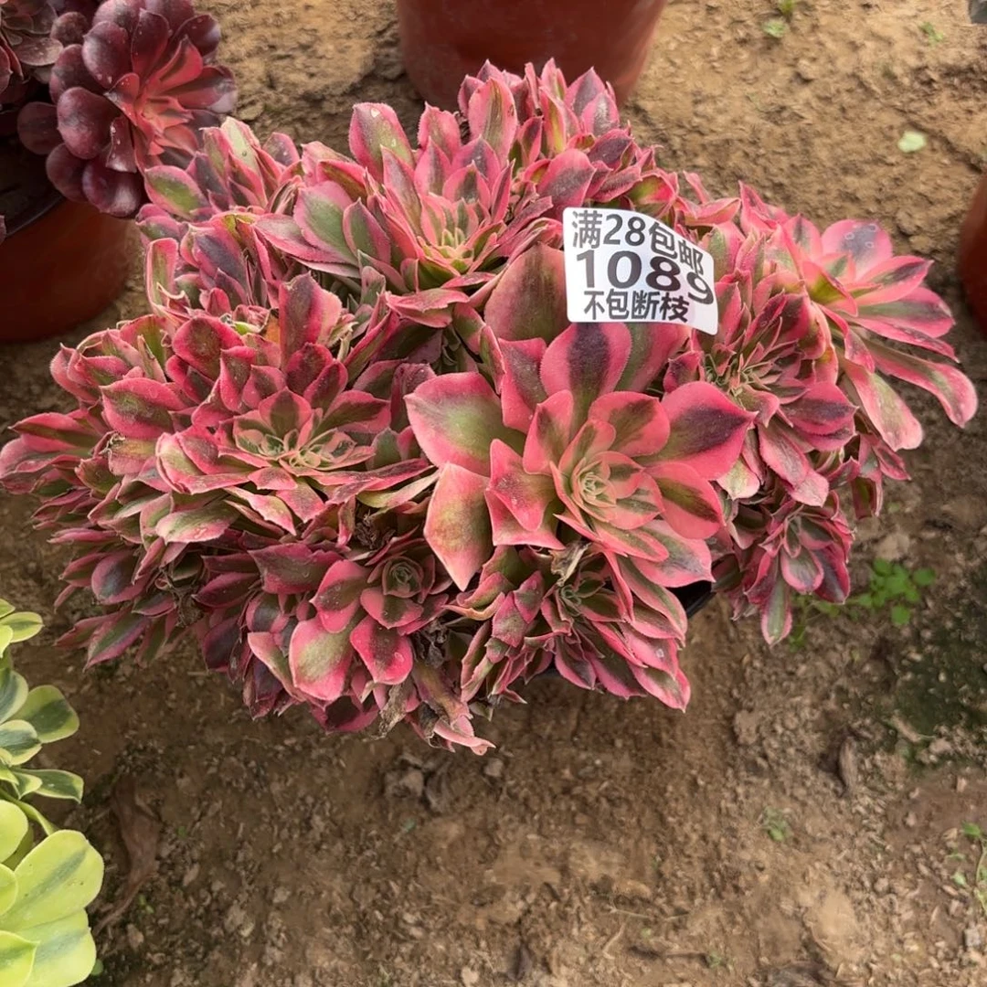 N. 1089糖果女巫缀多肉1。