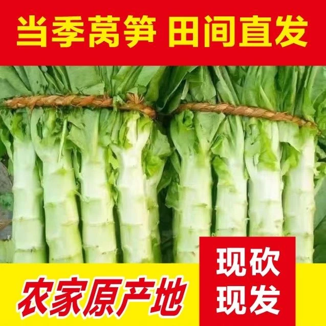 当季新鲜莴笋现砍现发农家带叶绿窝苣新鲜蔬菜绿心莴笋新鲜蔬菜