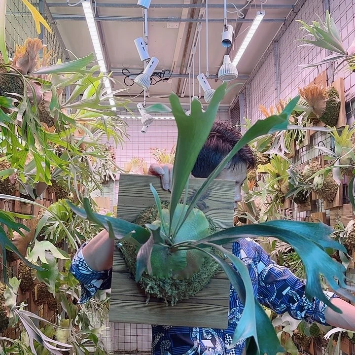 无花朵   侏儒深绿。  a36。