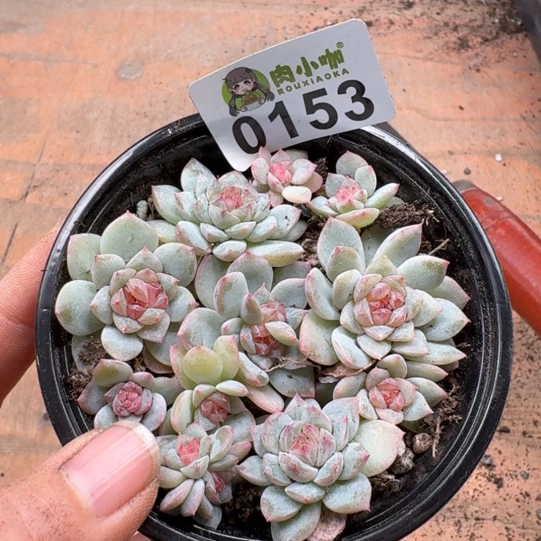 粉***坨多肉植物多肉植物