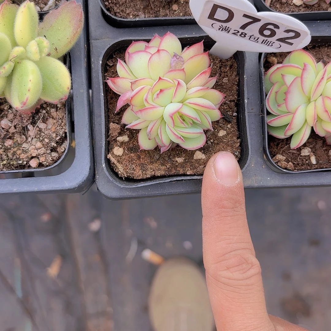 D762牡丹亭一物一拍