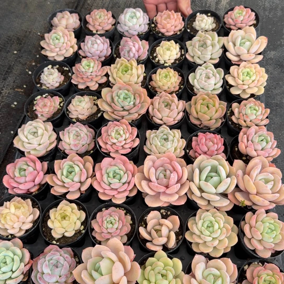 28-26梦露母本种播种苗子套餐一组28-26