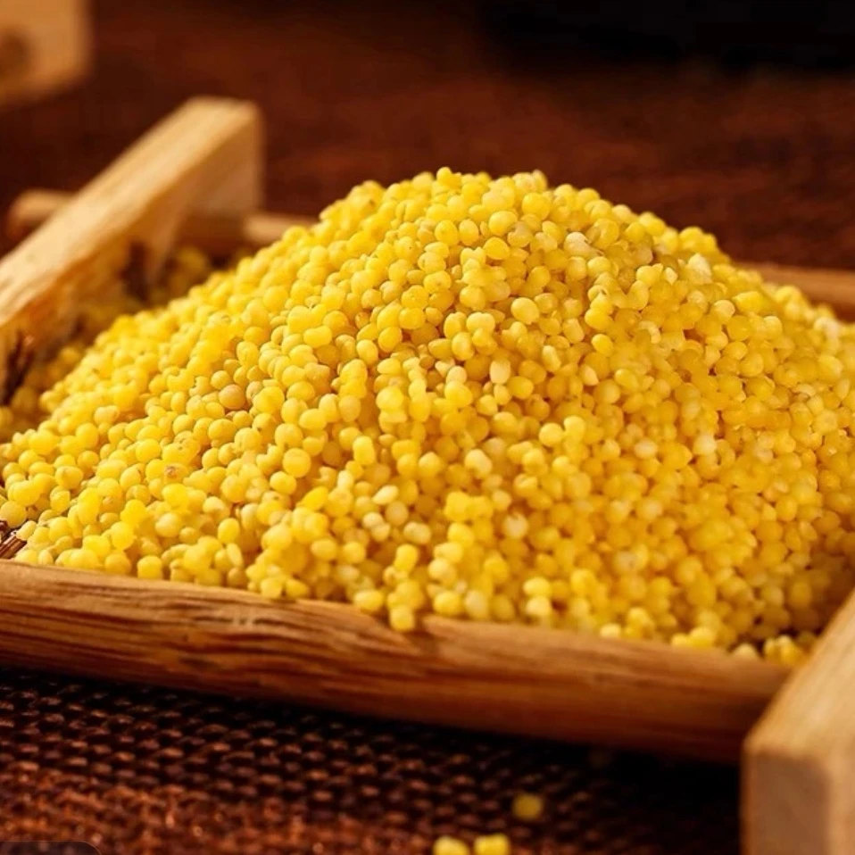 朝阳小米2025新小米 黄小米辽宁朝阳小米 月子米【可以试吃一斤】