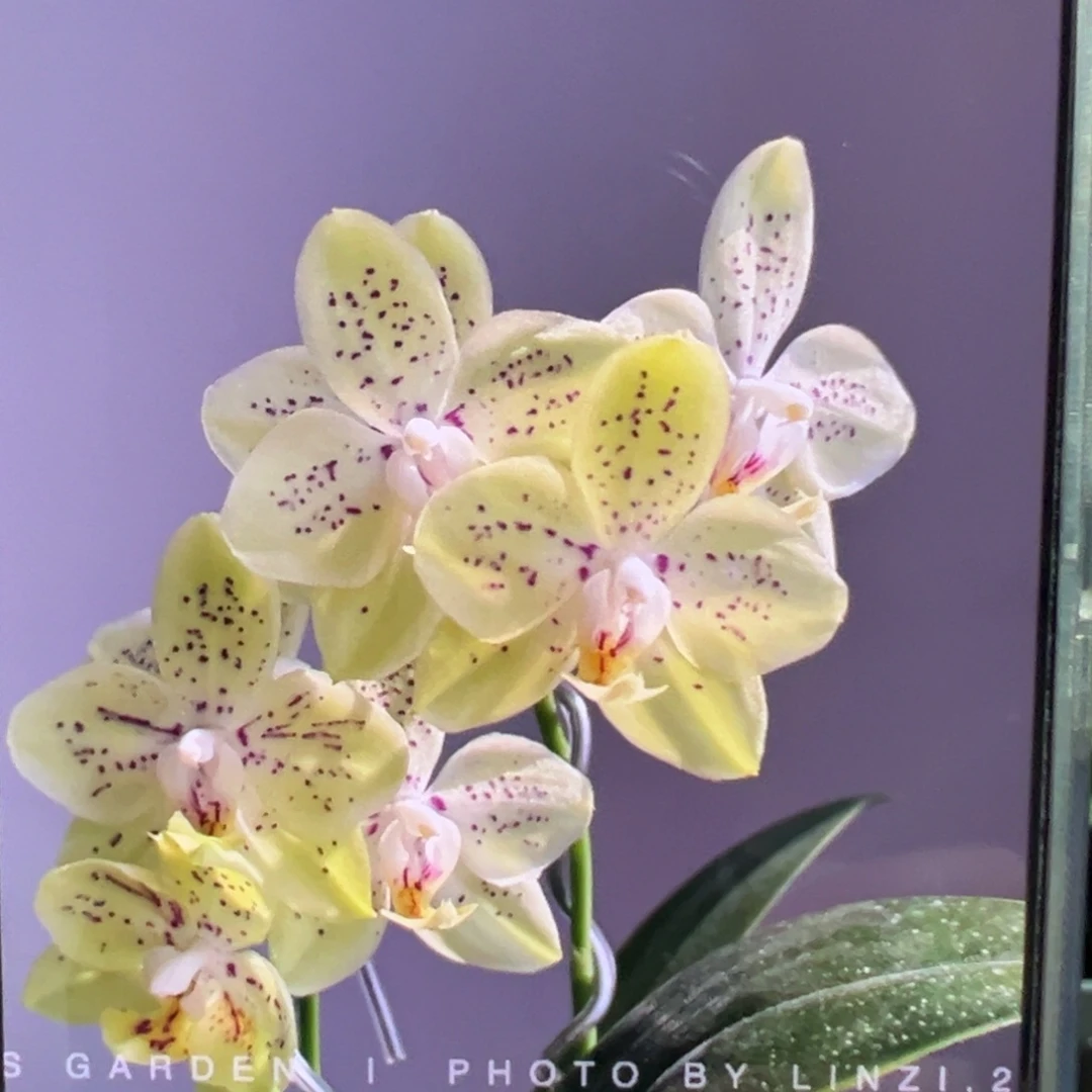 当前无花栽培后可以开花1.7糯米团子宝宝苗，凑单发货