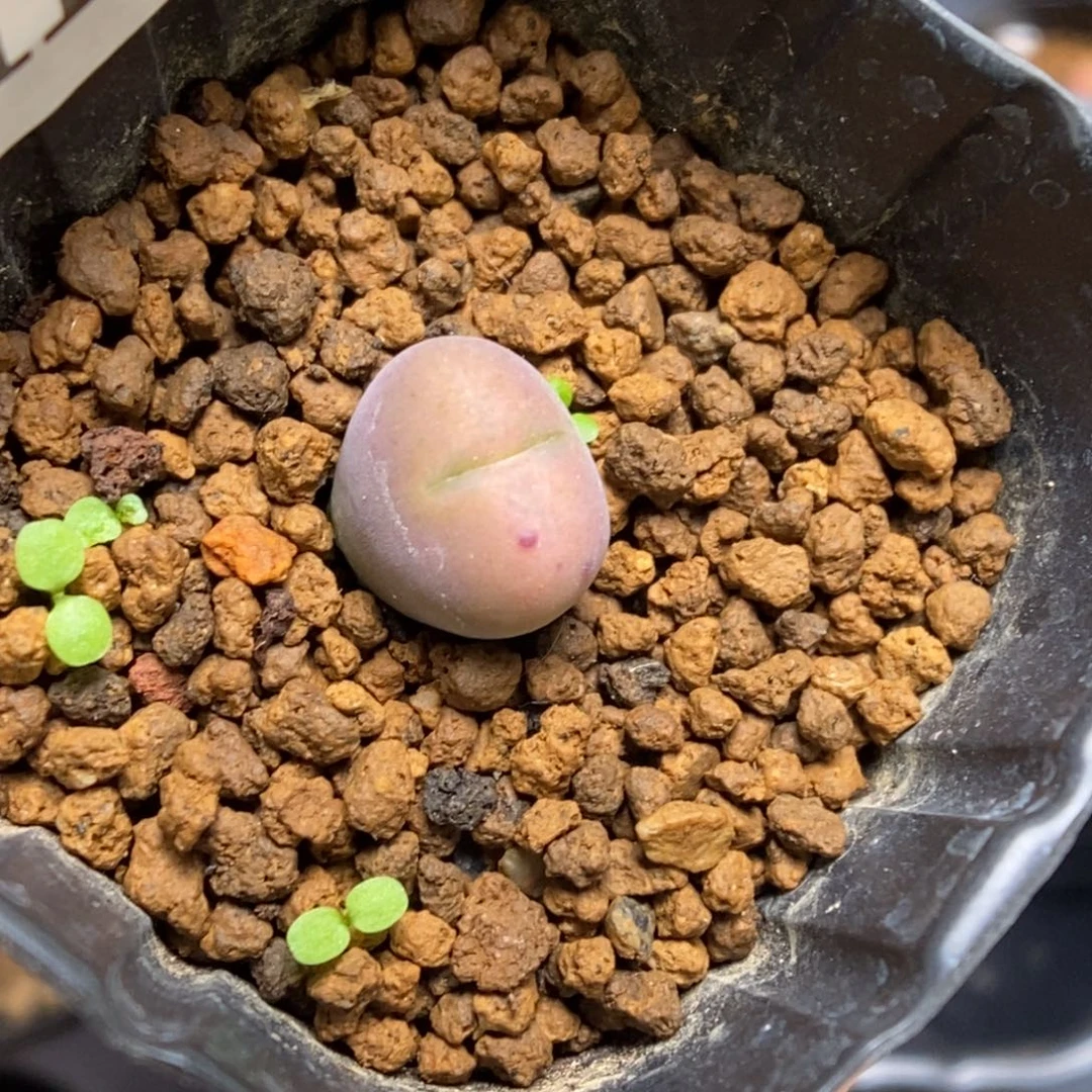 多肉植物肉锥杂交K-118