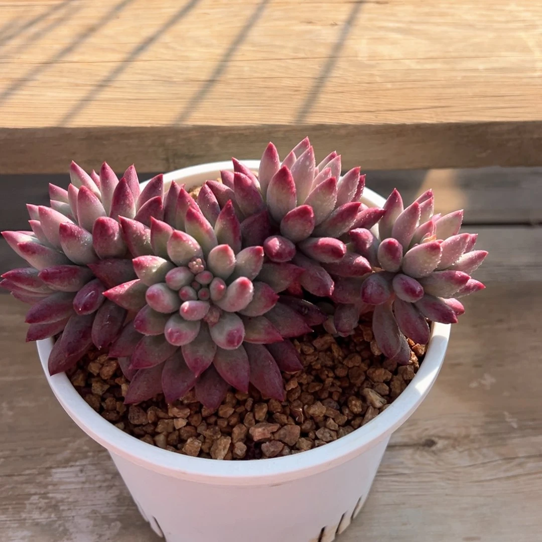 韩系虞美人多肉植物