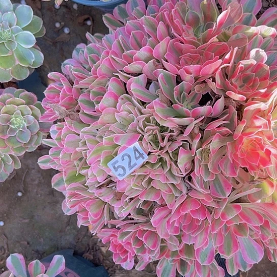 ****️多肉植物一个男神