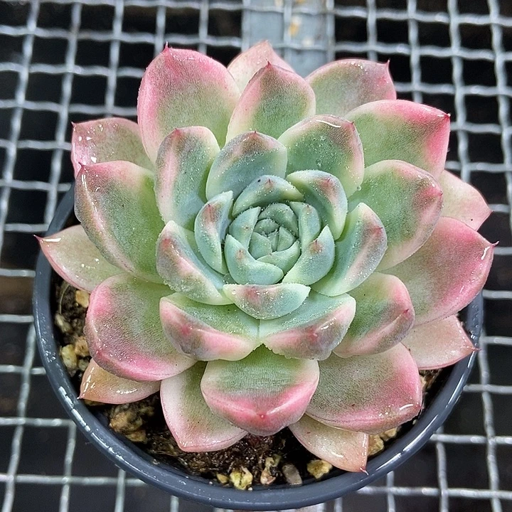 阿尔巴佳人锦多肉