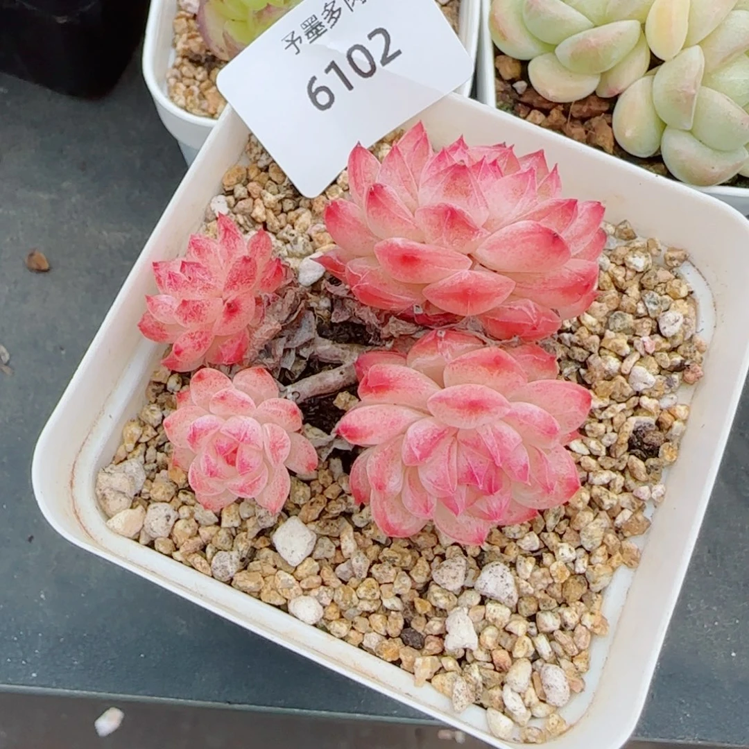 寒江雪，6102多肉植物