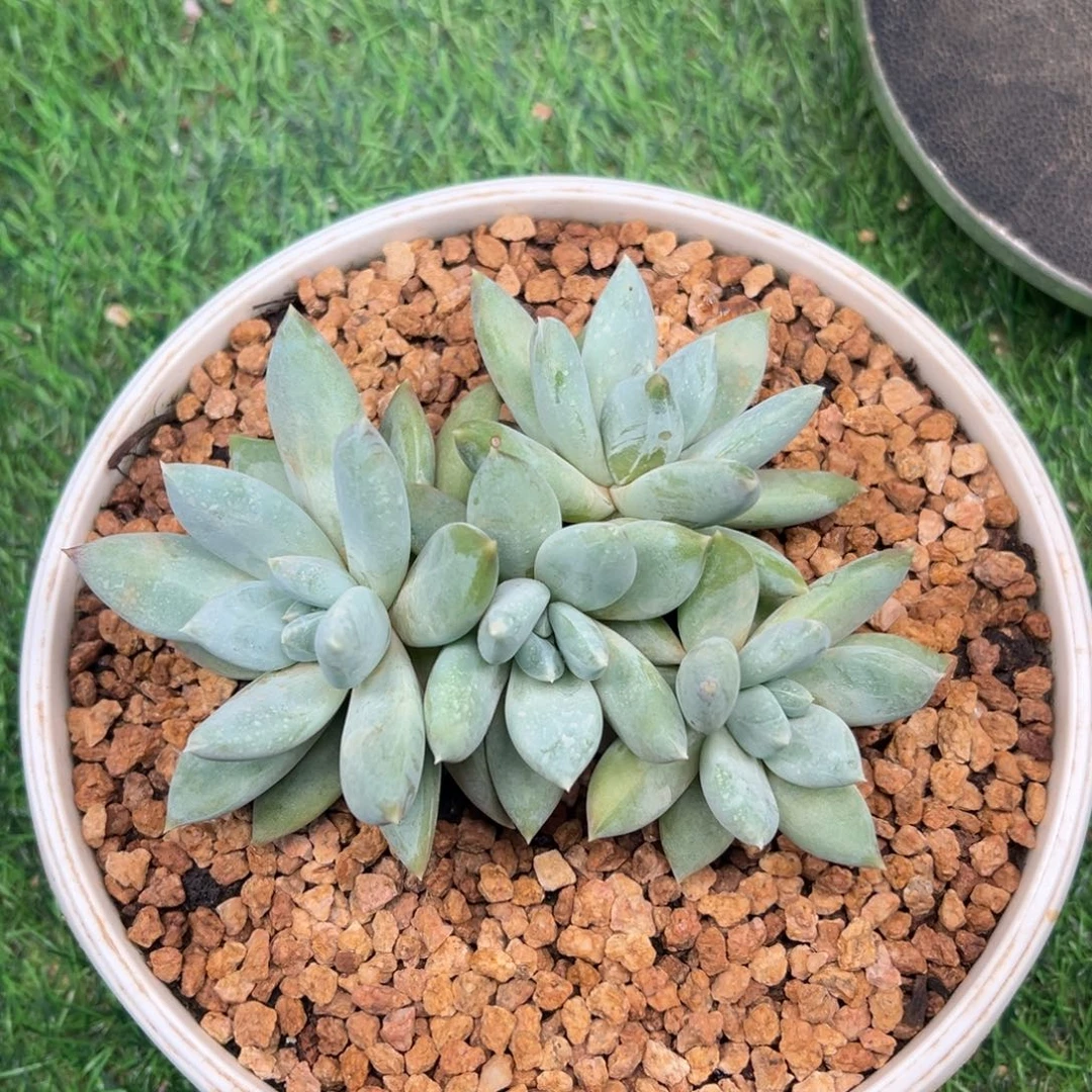 伊丽莎白，四头自然群