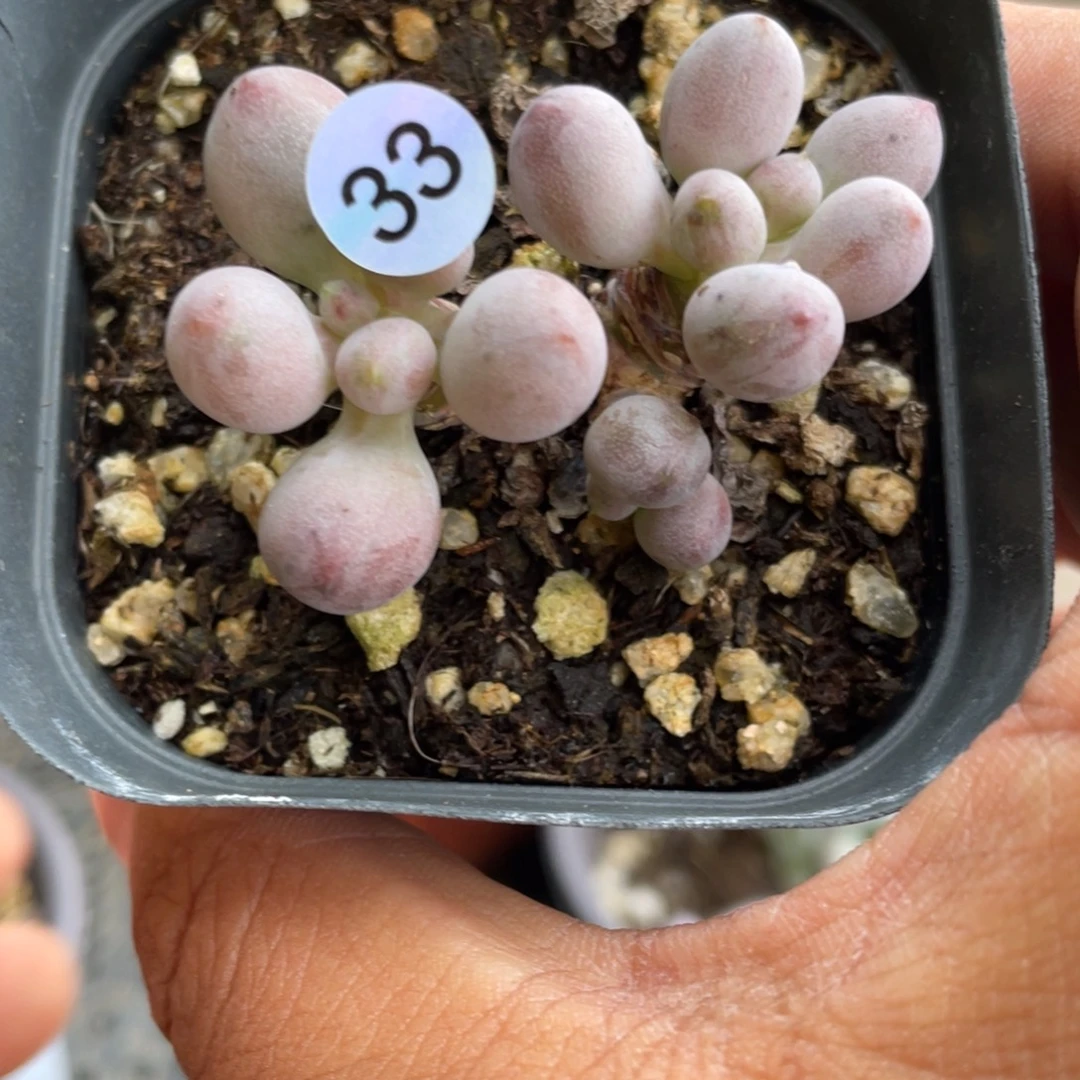 菀***…仙子奶酪多肉植物