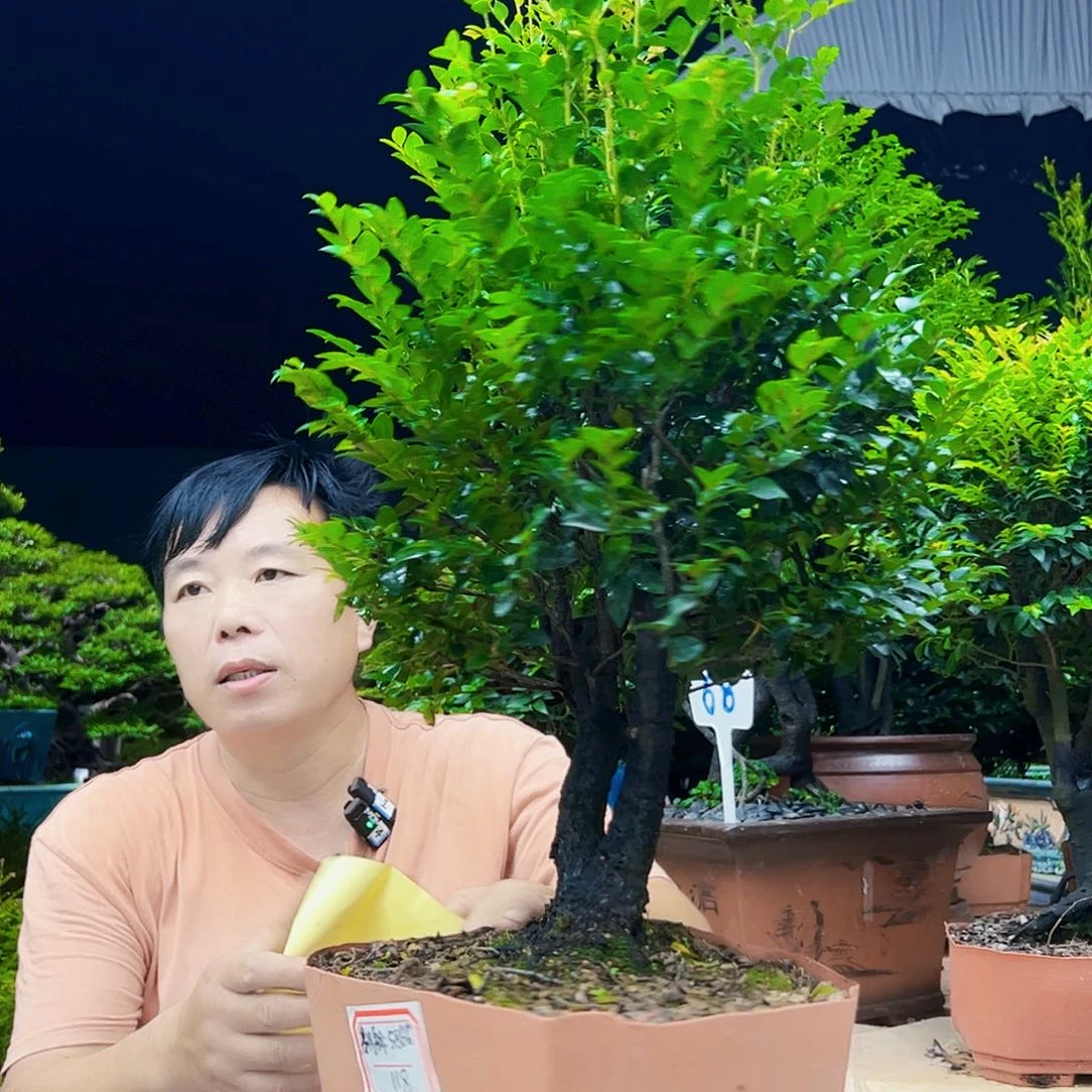 无花朵翱**鹰12345678