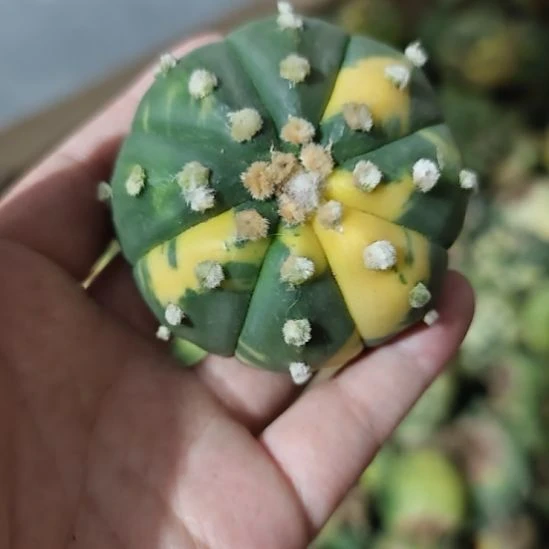 一物一拍，兜锦实生！！！