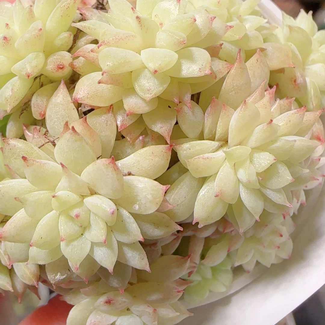 花语逸镜1129-80散