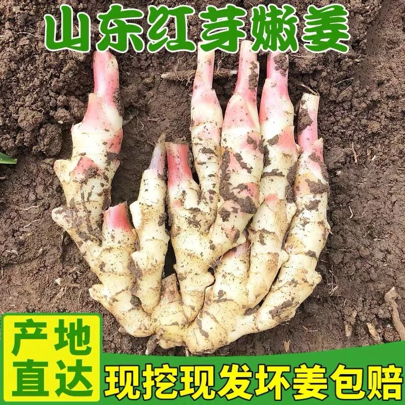 当季现挖山东红芽嫩农家姜仔姜新鲜姜生姜腌制鲜嫩仔姜子姜包邮