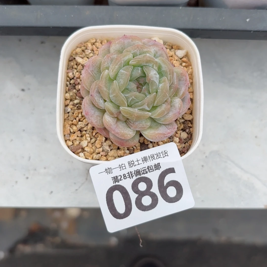 白恋单头无盆土发货