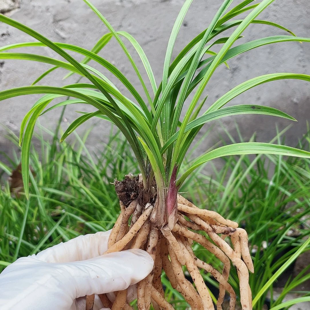 忘***记完全开放兰花兰花