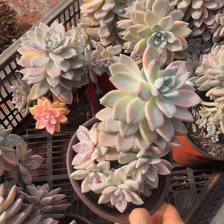 淡雪锦13.88多肉植物精品