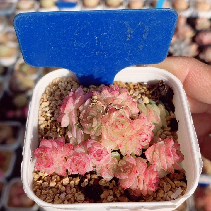 麦秆5.5cm不包整群